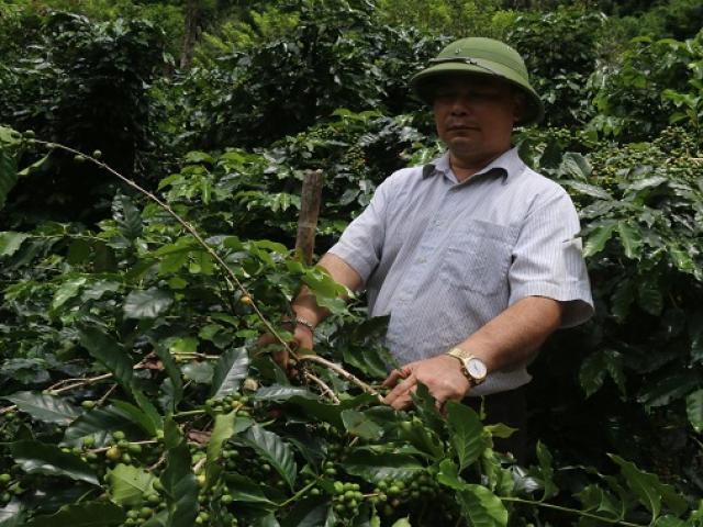 Thị trường - Tiêu dùng - Canh tác lạ: Trồng "lung tung" các cây trên đất dốc, thu nhập nhân đôi