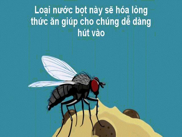 Sức khỏe đời sống - Điều gì sẽ xảy ra khi ruồi đậu vào thức ăn?