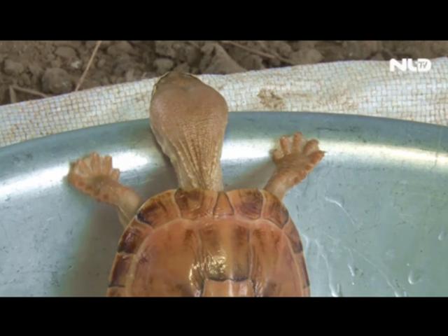 Tin tức trong ngày - Người dân bắt được rùa có màu vàng lạ ở Tân An