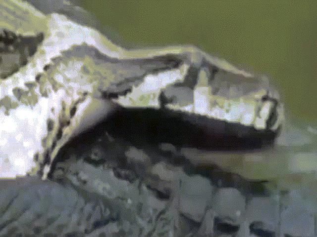 Video: Trăn khổng lồ đại chiến, nuốt chửng cá sấu hung dữ