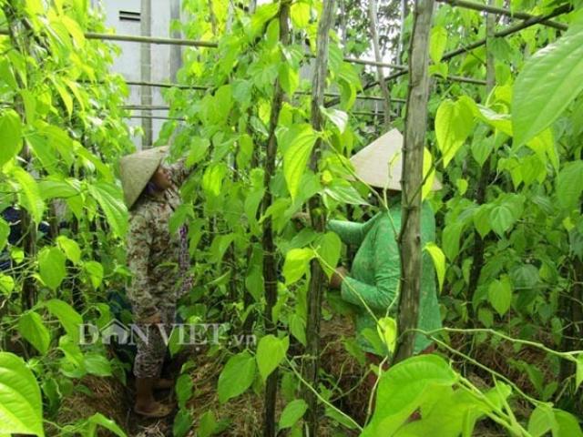 Thị trường - Tiêu dùng - Lạ mà hay: Trồng trầu có tiền quanh năm, làng đẹp như bức tranh