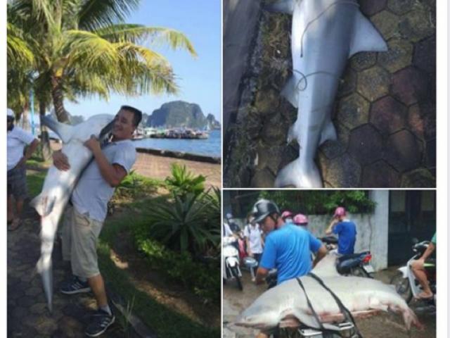 Tin tức trong ngày - Siêu cần thủ kể lại 2 giờ vật lộn với cá mập “khủng” ở Hạ Long