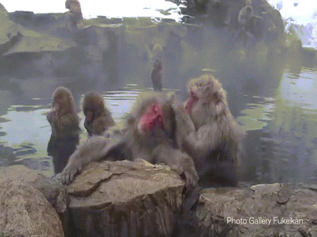 Du lịch - Đột nhập "vương quốc" khỉ mặt đỏ, tròn mắt xem khỉ tắm