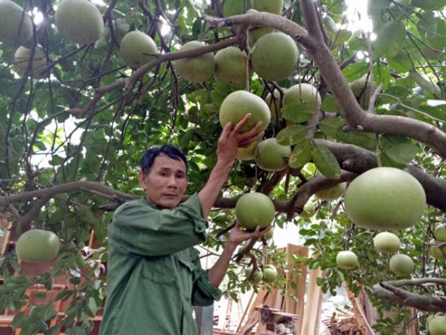 Thị trường - Tiêu dùng - Làm giàu ở nông thôn: Mát mắt vườn bưởi hồng Quang Tiến bạc triệu xứ Nghệ
