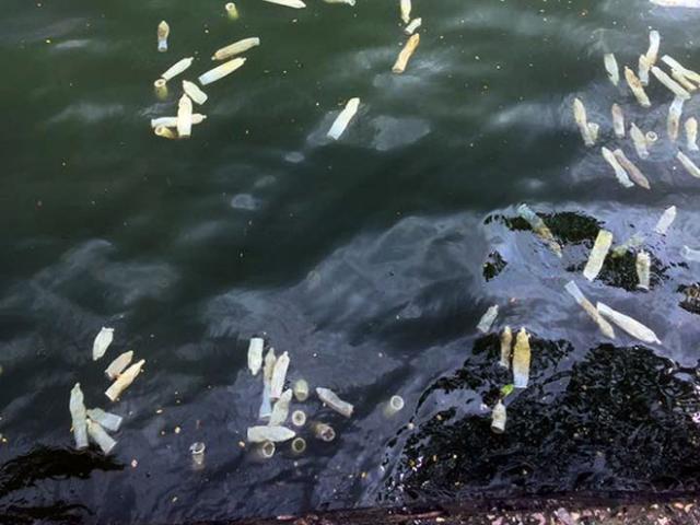 Tin tức trong ngày - Bao cao su lại nổi trắng mặt hồ ở Hà Nội