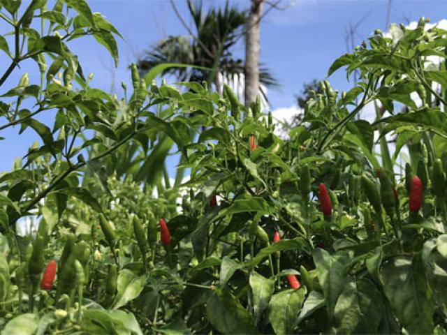 Thị trường - Tiêu dùng - Ngắm "vườn" ớt đặc sản 400.000 đồng/kg, dân không có đủ để bán