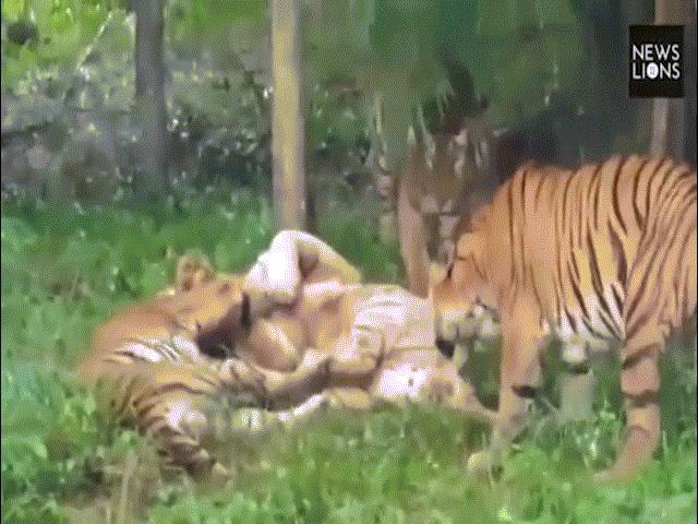 Thế giới - Đàn hổ Bengal cào cắn, giết chết hổ trắng quý hiếm ở Ấn Độ
