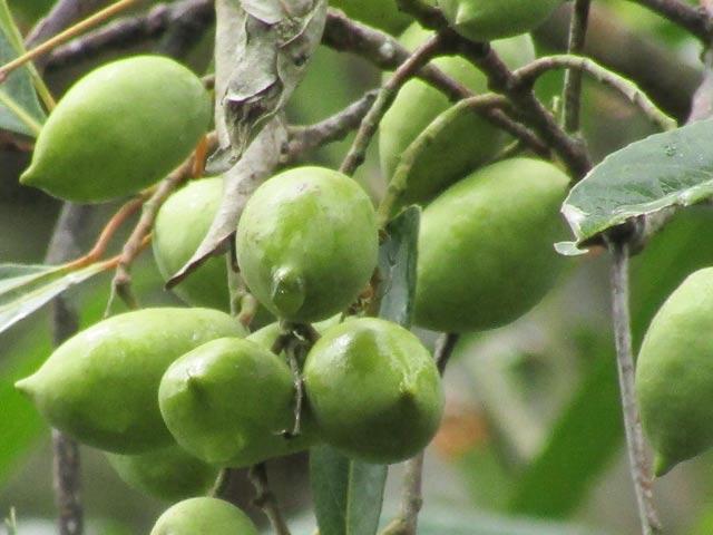 Thị trường - Tiêu dùng - Lạ mà hay: Cà na ơi! Trước là cây dại giờ lại “hái” ra tiền!