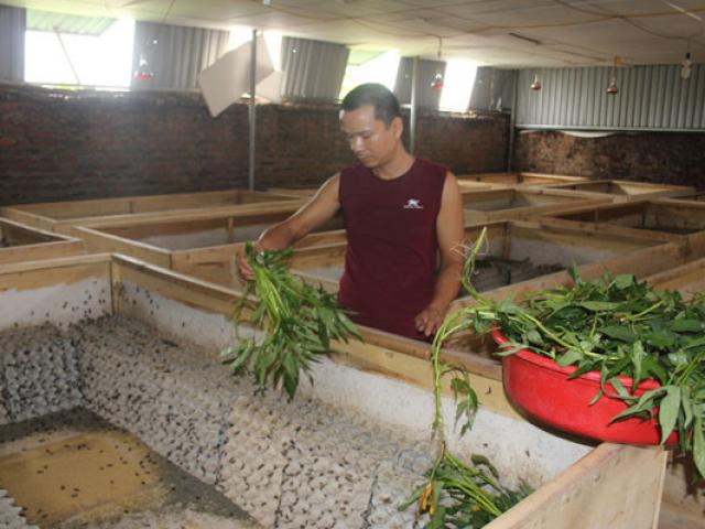 Thị trường - Tiêu dùng - Lạ mà hay: Nuôi con "kêu rỉ rả cả đêm", vào mùa thu 1 triệu/ngày