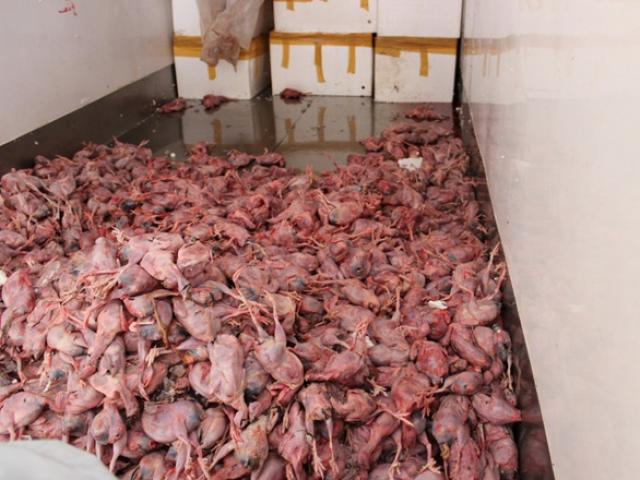 Pháp luật - Chở cả xe tải thịt chim cút “chui”, tài xế gợi ý “chung chi” và cái kết