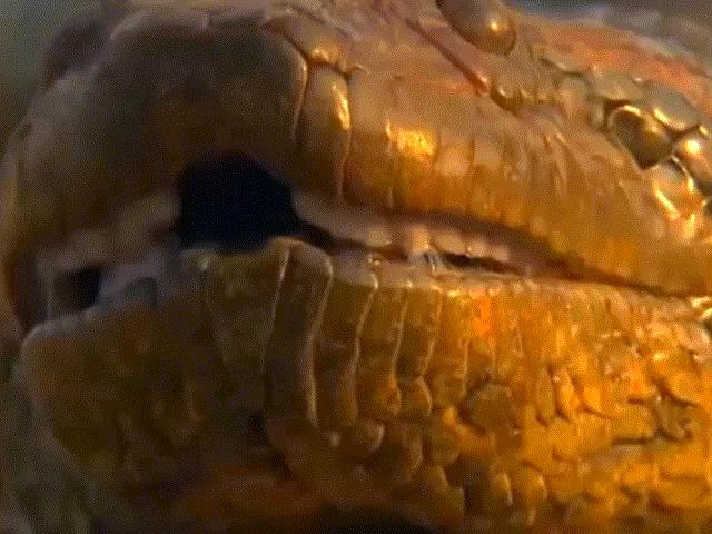 Thế giới - Rùng mình 5 "quái thú" khổng lồ nhất hành tinh