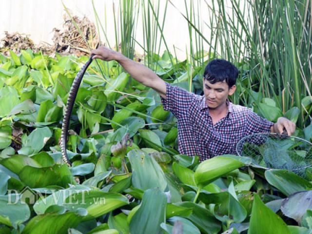 Thị trường - Tiêu dùng - Lạ mà hay: Gạt lục bình ra là có cả ngàn con rắn