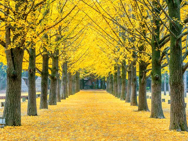 Du lịch - Nàng sẽ ngơ ngẩn với sự quyến rũ của mùa thu trên đảo Nami