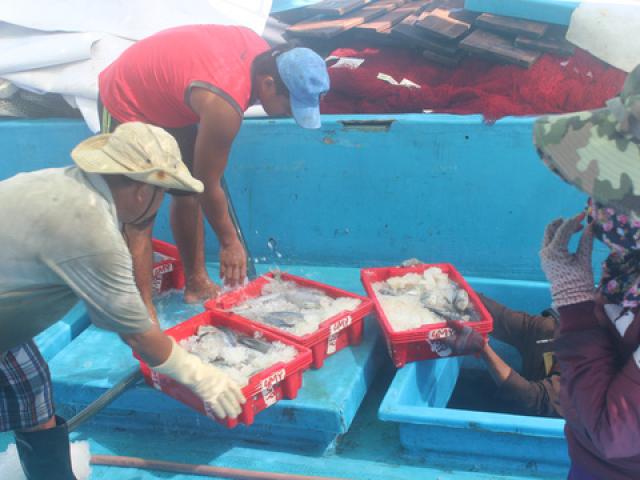 Thị trường - Tiêu dùng - Trúng đậm cá ngừ sọc dưa, ngư dân thu tiền tỉ