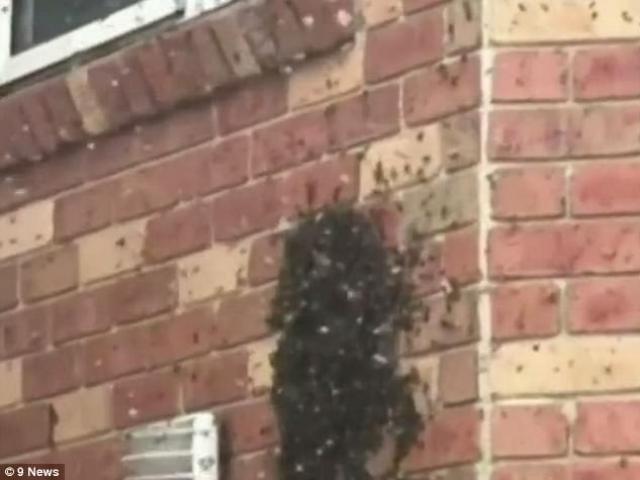 Phi thường - kỳ quặc - Choáng váng phát hiện tổ ong khủng mọc từ trong tường nhà