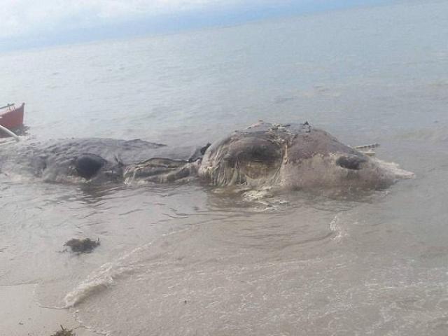 Thế giới - Thủy quái dài 9m dạt bờ Philippines bị dân kéo ngược lại biển