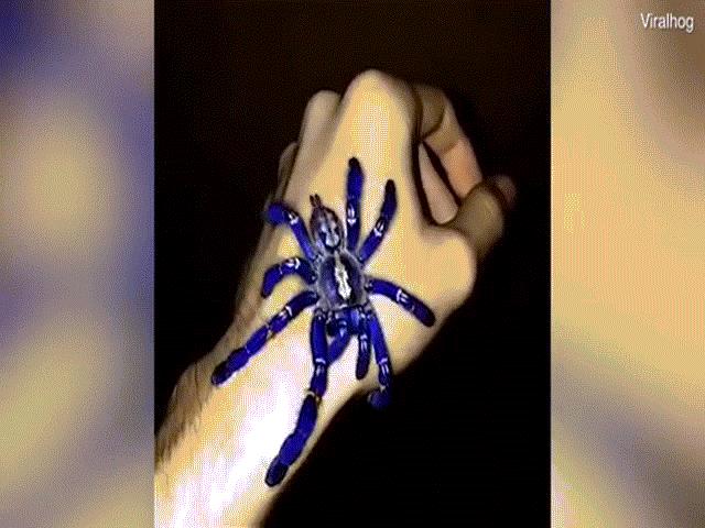 Phi thường - kỳ quặc - Nhện khổng lồ có màu xanh nước biển thơ mộng