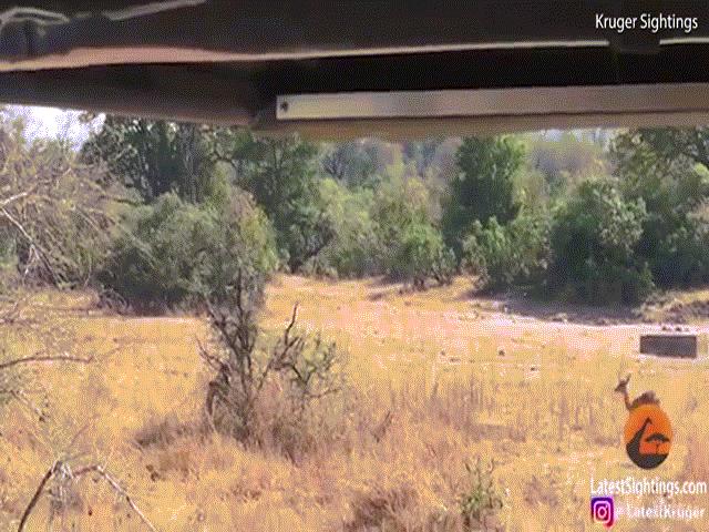 Thế giới - Kinh ngạc xem cú đớp mồi chuẩn từng centimet của báo dữ