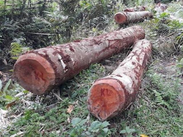 Trưởng ban tuyên giáo huyện và 9 cán bộ bị đề nghị cách chức vì… phá rừng