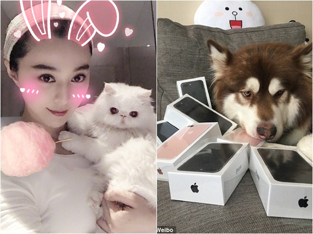 Phim - Phạm Băng Băng thua xa "kẻ không đội trời chung" về cách chiều thú cưng xa xỉ