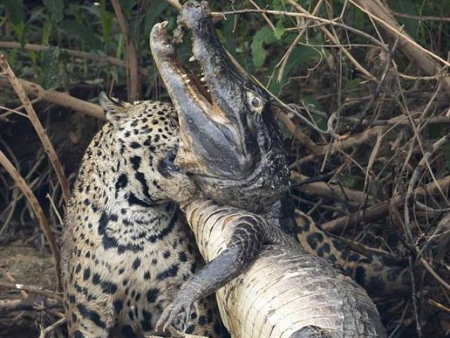 Thế giới - Báo xuống sông, cắn chết cá sấu "khủng" rồi lôi lên bờ