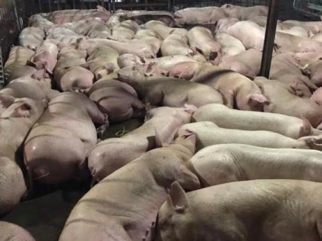 Chấn động: Bắt quả tang 5.200 con lợn bị tiêm thuốc an thần để giết mổ