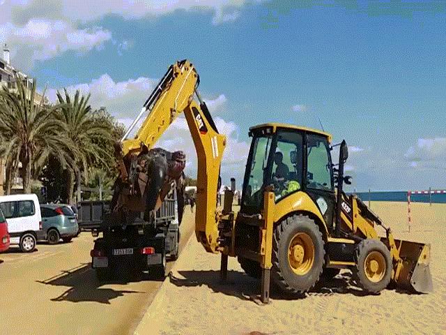 Thế giới - TBN: Rùa khổng lồ nặng 500kg, phải dùng máy xúc để nhấc lên