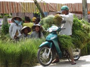 Thị trường - Tiêu dùng - Chợ "có một không hai" ở An Giang: Chỉ bán... cỏ