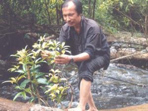 Tin tức trong ngày - Đi tìm cây thuốc trong rừng đại ngàn