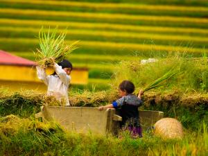 Du lịch - Những em bé ngây thơ giữa "biển vàng" Mù Cang Chải