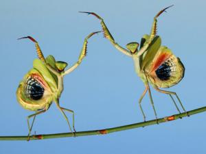 Ảnh đẹp: Cặp bọ ngựa khiêu vũ trên thân cây