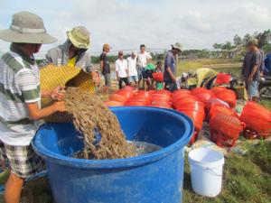 Thị trường - Tiêu dùng - Người nuôi tôm như ngồi trên lửa