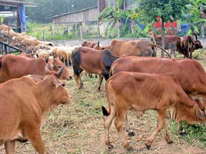 Tin tức trong ngày - Mua sim Viettel đổi bò giống: Tỉnh Quảng Ninh nói gì?