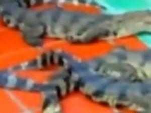 Thị trường - Tiêu dùng - Thương lái Trung Quốc lại ráo riết thu mua cá sấu