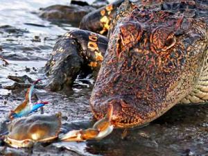 Ảnh đẹp: Cá sấu đói bất lực trước con cua nhỏ