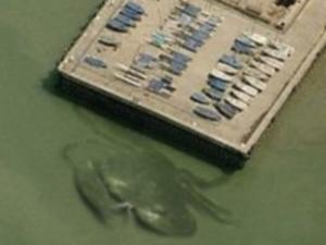 Phi thường - kỳ quặc - Phát hiện cua khổng lồ dài 15m ở bờ biển nước Anh