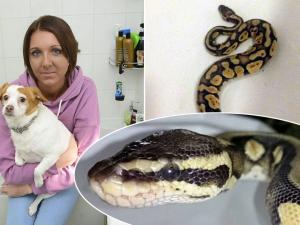 Phi thường - kỳ quặc - "Tái mặt" khi phát hiện trăn lớn "đột nhập" nhà