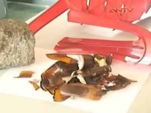 Video An ninh - Bắt nhóm côn đồ đánh vỡ sọ khách nhậu ở Khánh Hòa