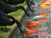 Tin tức trong ngày - TQ: Đàn thiên nga mớm mồi cho cá chép