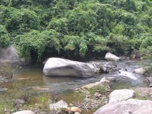 Tin tức trong ngày - Vụ phá rừng "khủng": Gỗ lậu chờ nước lũ về xuôi