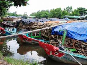 Thị trường - Tiêu dùng - Nhà máy mía đường duy nhất ở Cà Mau ngừng thu mua mía