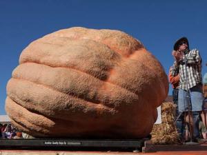 Những quả bí ngô khổng lồ nhất thế giới