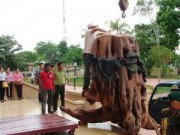Tin tức trong ngày - Quảng Bình: Trưng bày gốc sưa khủng tiền tỷ
