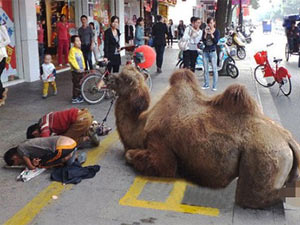 Bạn trẻ - Cuộc sống - Thanh niên dắt lạc đà bị tật quanh phố để xin tiền