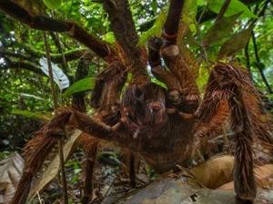 Phi thường - kỳ quặc - Phát hiện nhện "khổng lồ" lớn nhất thế giới