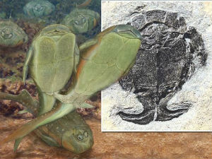 Phi thường - kỳ quặc - Phát hiện bộ phận sinh dục giống đực gần 4 tỉ năm trước