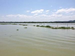 Tin tức trong ngày - Truy tìm cá sấu nghi sổng chuồng lọt vào hồ Trị An