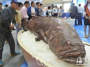 Phi thường - kỳ quặc - Phát hiện cá mú khổng lồ nặng 190kg
