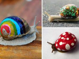 Phi thường - kỳ quặc - Những chú ốc sên mặc "áo khoác" độc đáo