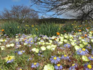 Du lịch - Thiên đường hoa ở những miền đất khô cằn Nam Phi